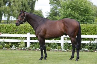 Freshman sire Almanzor (FR) has sired two lots in the catalogue. 